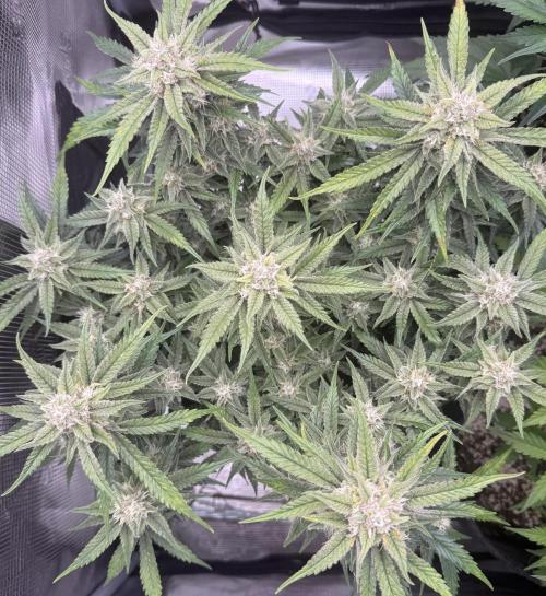 🍋🥤⬆️. Week 10 - D67