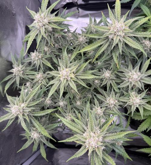🍋🥤⬆️. Week 10 - D68
