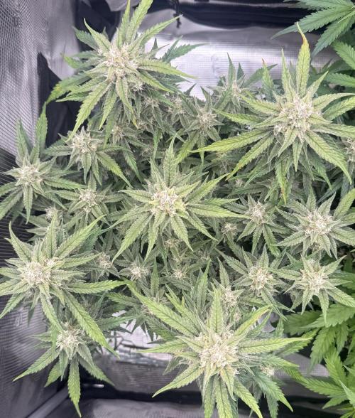 🍋🥤⬆️. Week 10 - D69