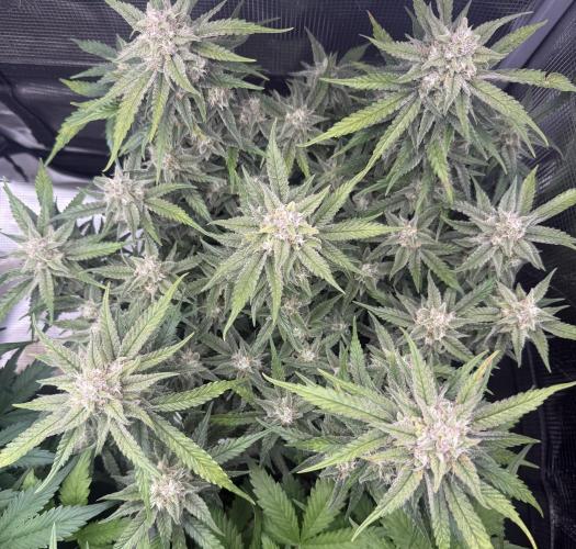 🍋🥤⬆️. Week 10 - D70