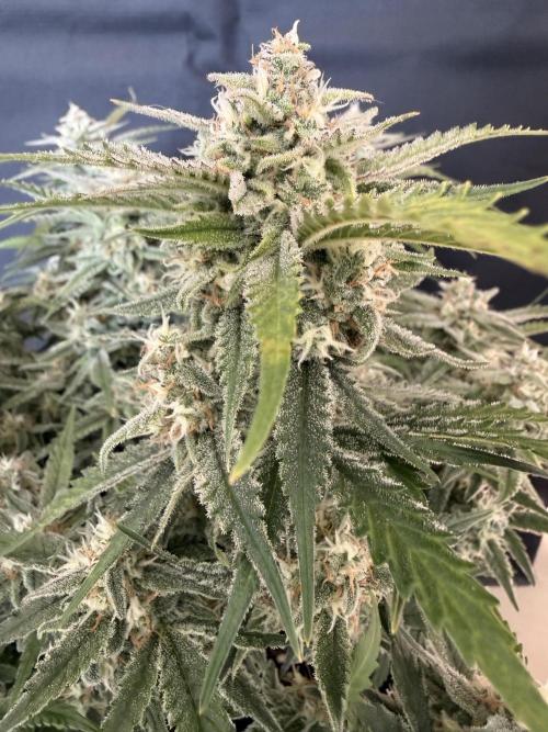 🍋🥤⬆️. Week 10