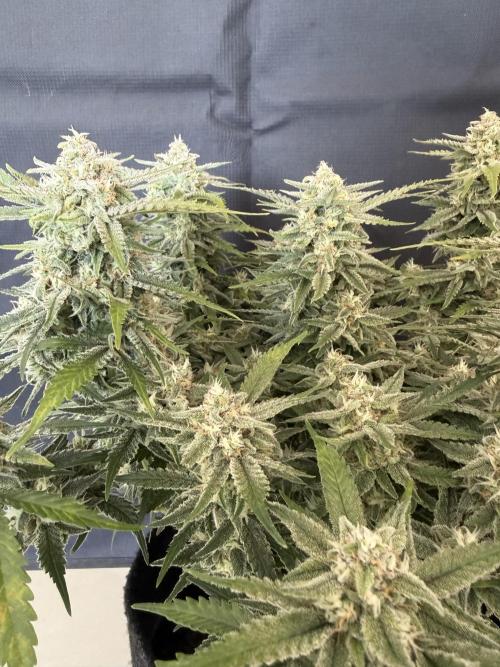 🍋🥤⬆️. Week 10