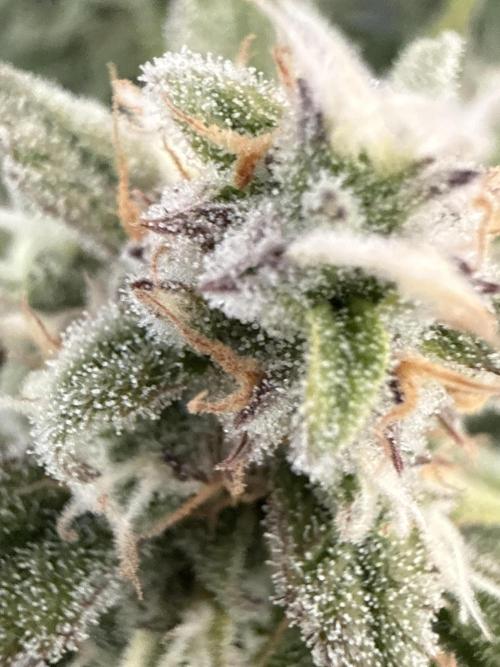 🍋🥤⬆️. Week 10