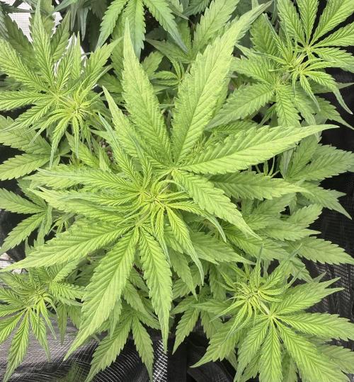 🦍🍪. Week 6 - D36