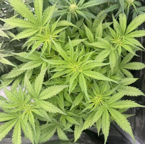🦍🍪. Week 6 - D38