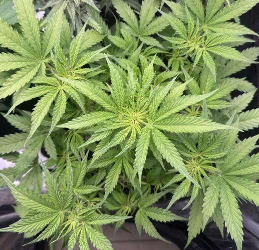 🦍🍪. Week 6 - D39