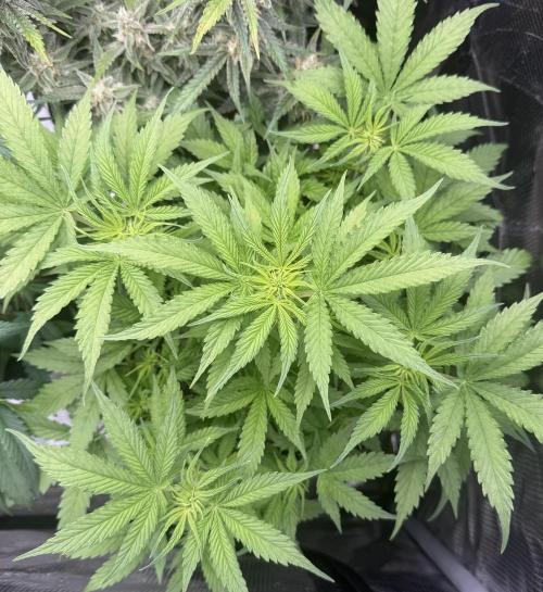 🦍🍪. Week 6 - D40