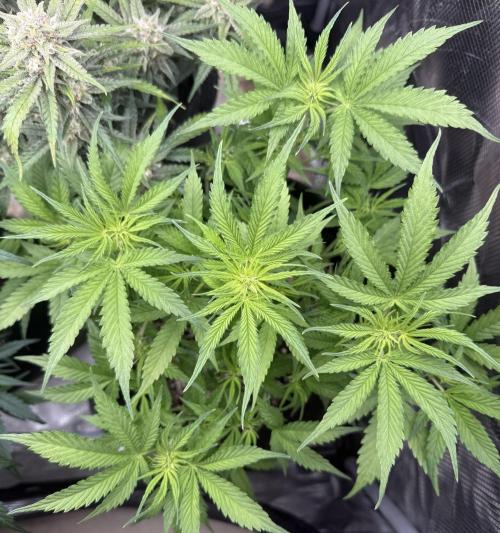 🦍🍪. Week 6 - D41