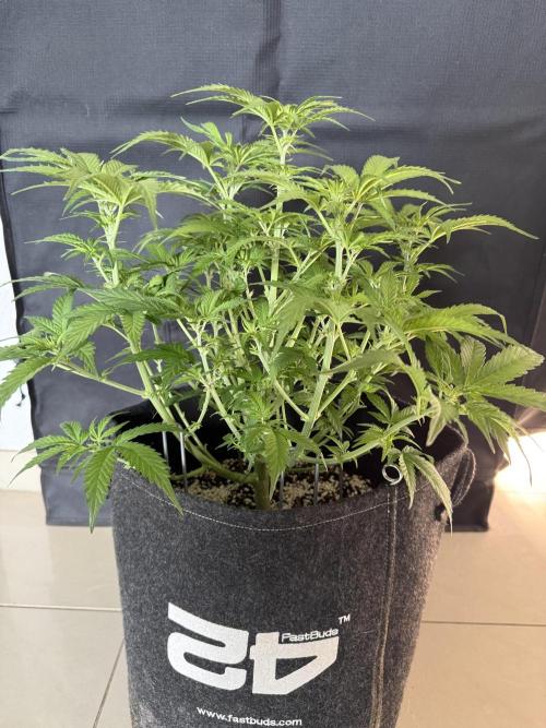 🦍🍪. Week 6