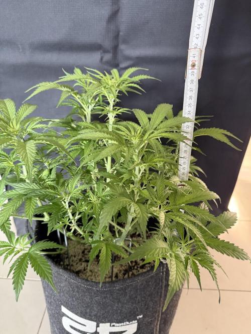 🦍🍪. Week 6