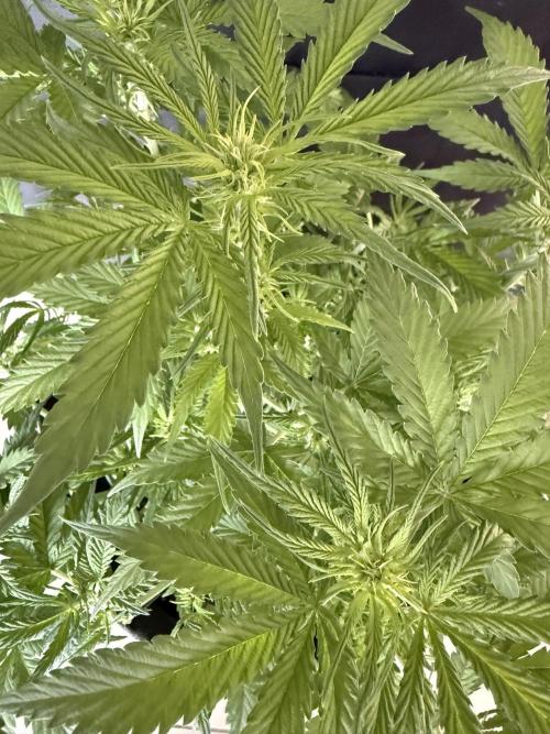 🦍🍪. Week 6