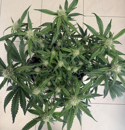 ❄️‼️. Week 8 - D54