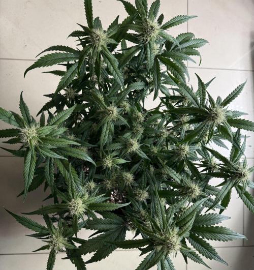 ❄️‼️. Week 8 - D55