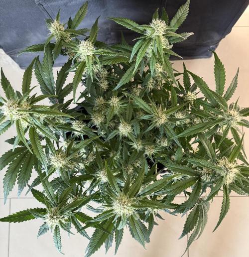 ❄️‼️. Week 8 - D56