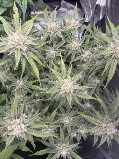 🍋🥤⬆️. Week 11 - D71