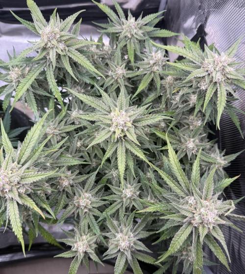 🍋🥤⬆️. Week 11 - D72