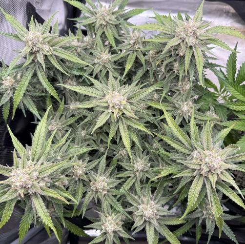 🍋🥤⬆️. Week 11 - D73