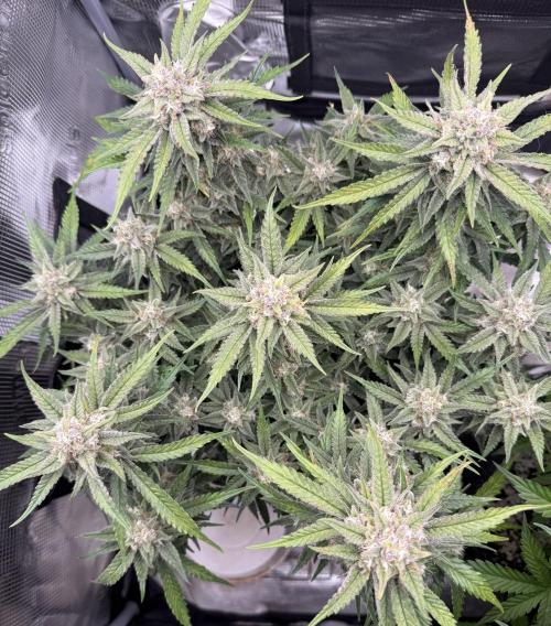 🍋🥤⬆️. Week 11 - D74