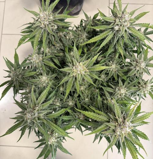 🍋🥤⬆️. Week 11 - D75