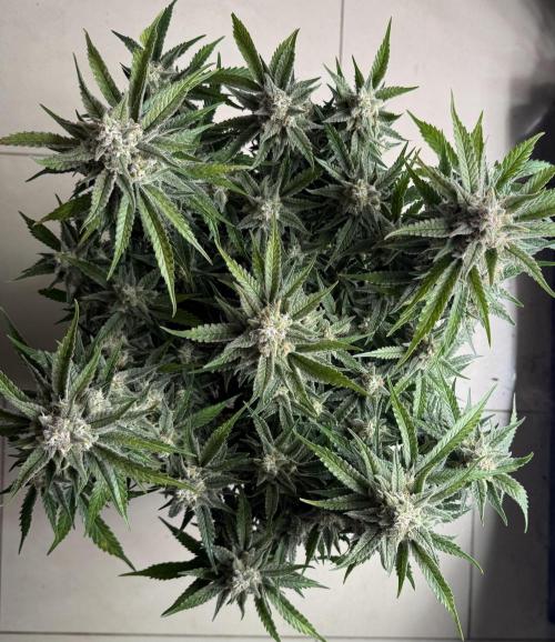 🍋🥤⬆️. Week 11 - D76
