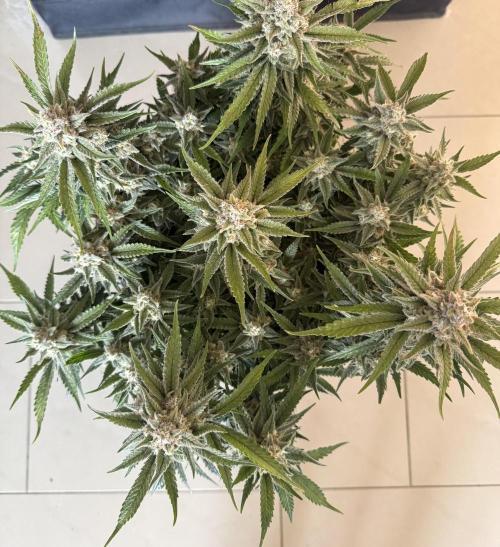 🍋🥤⬆️. Week 11 - D77