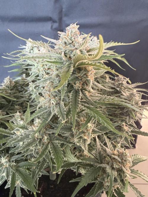 🍋🥤⬆️. Week 11