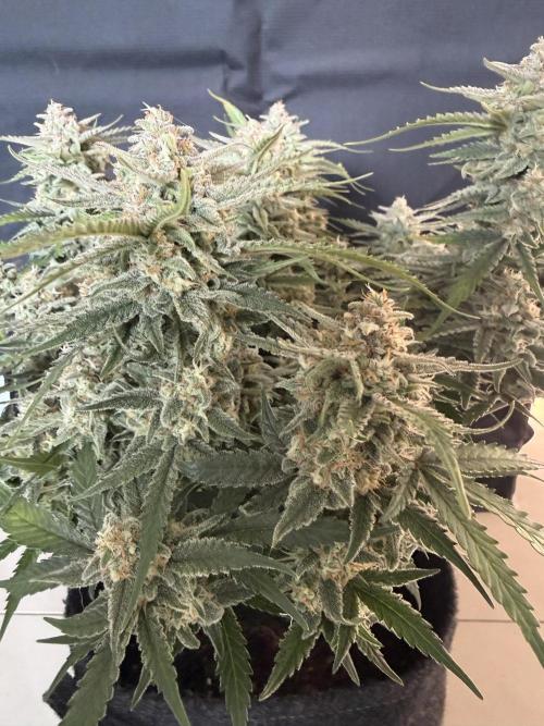 🍋🥤⬆️. Week 11
