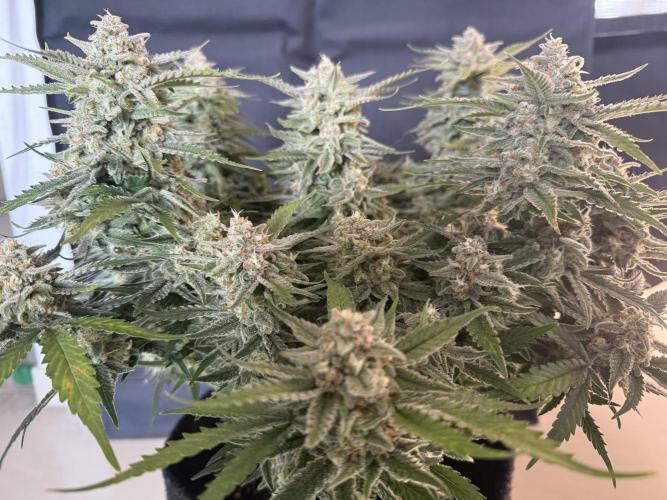 🍋🥤⬆️. Week 11