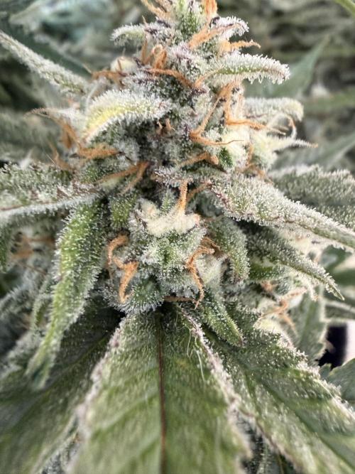 🍋🥤⬆️. Week 11