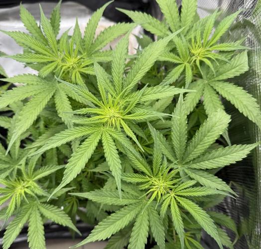 🦍🍪. Week 7 - D43