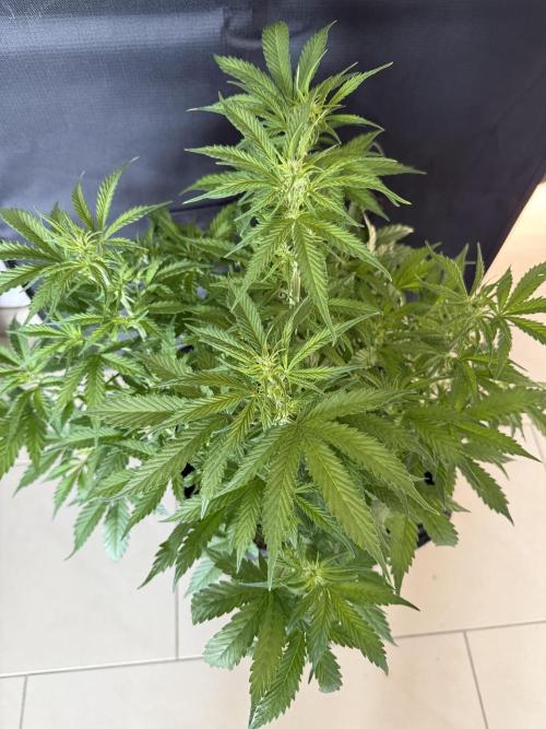 🦍🍪. Week 7 - D46