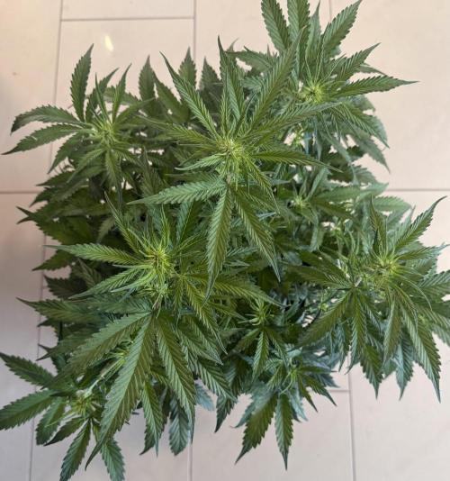 🦍🍪. Week 7 - D47