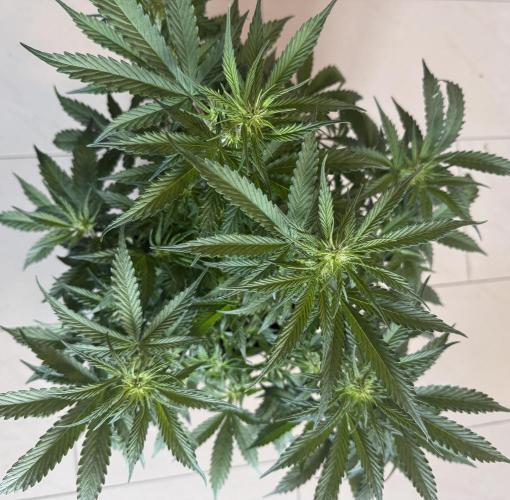 🦍🍪. Week 7 - D48
