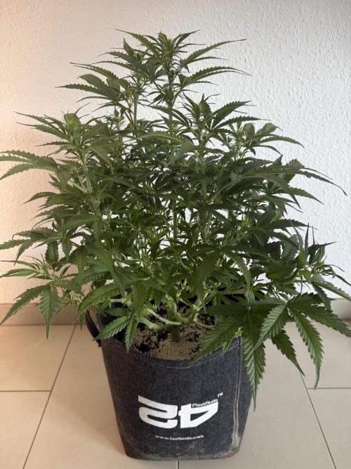 🦍🍪. Week 7 - D49