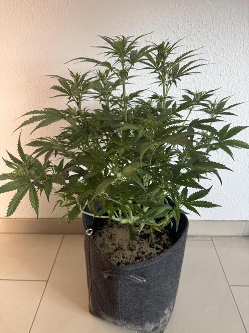 🦍🍪. Week 7