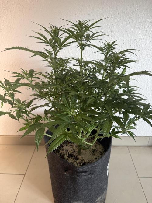 🦍🍪. Week 7