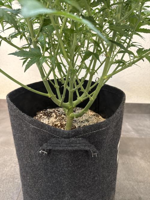 🦍🍪. Week 7
