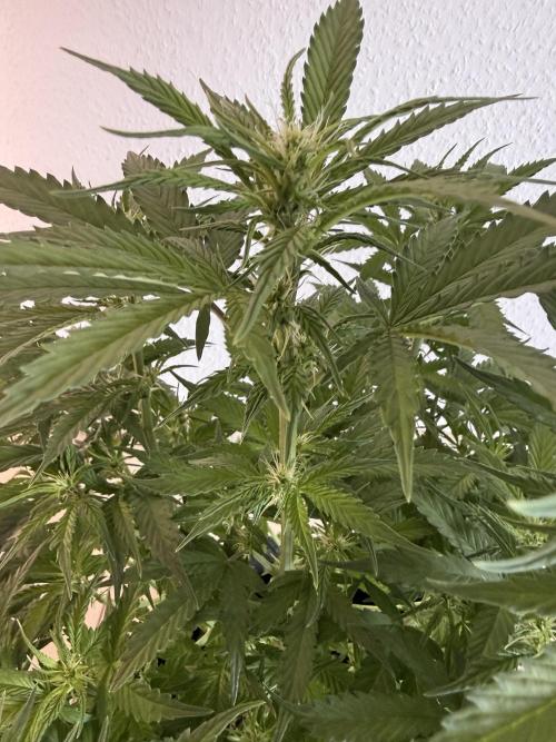 🦍🍪. Week 7