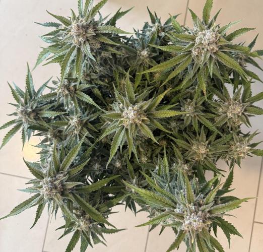 🍋🥤⬆️. Week 12 - D78