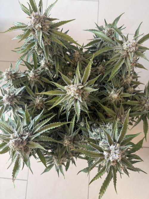 🍋🥤⬆️. Week 12 - D79