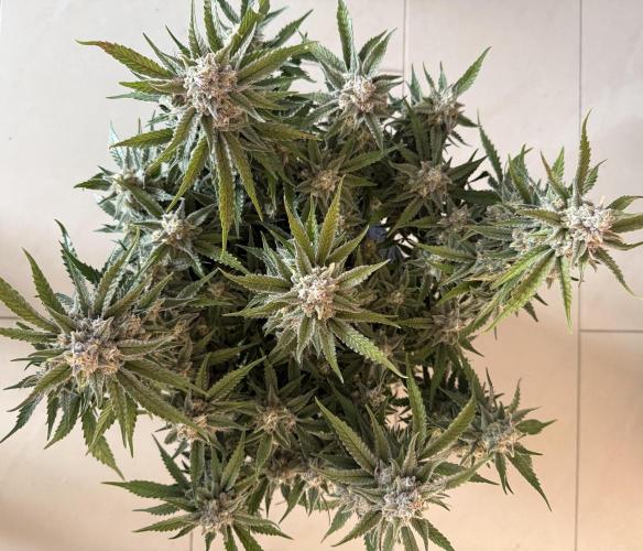 🍋🥤⬆️. Week 12 - D80