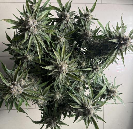 🍋🥤⬆️. Week 12 - D81