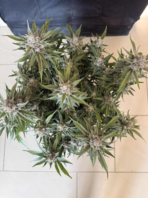 🍋🥤⬆️. Week 12 - D82