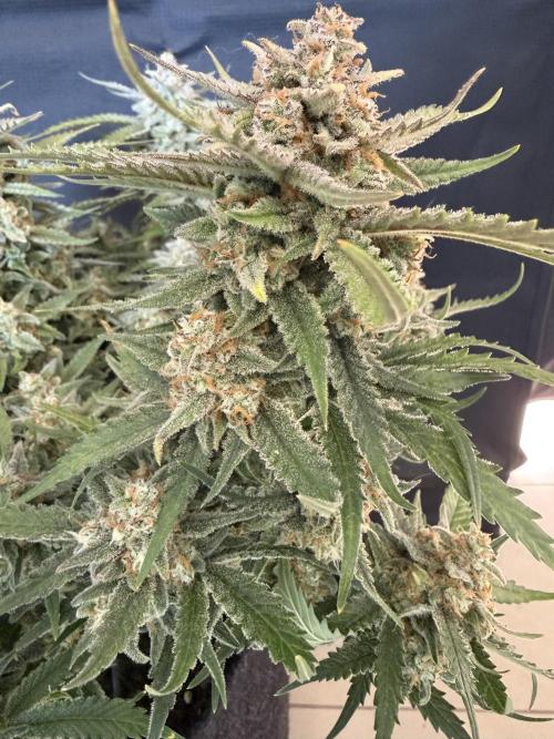 🍋🥤⬆️. Week 12