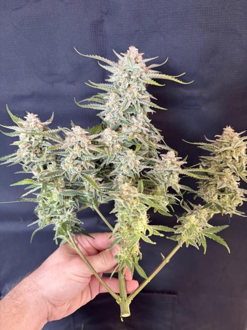 🍋🥤⬆️. Week 12