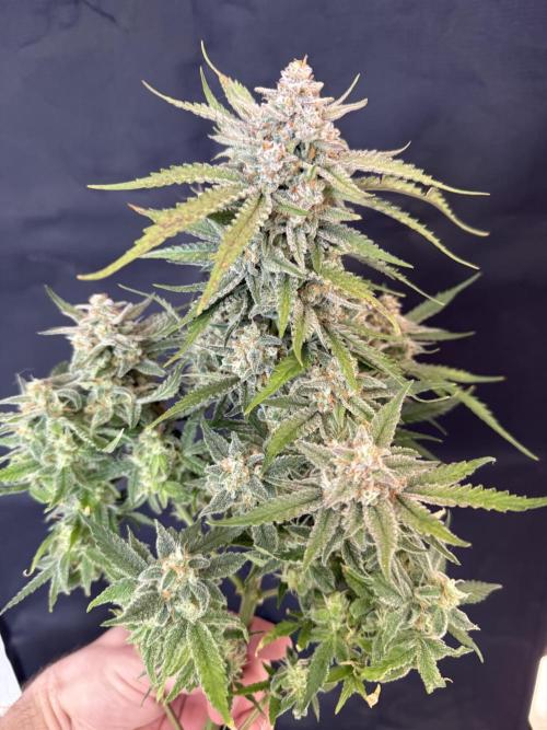 🍋🥤⬆️. Week 12