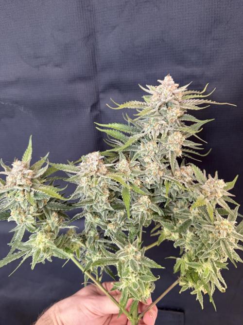 🍋🥤⬆️. Week 12