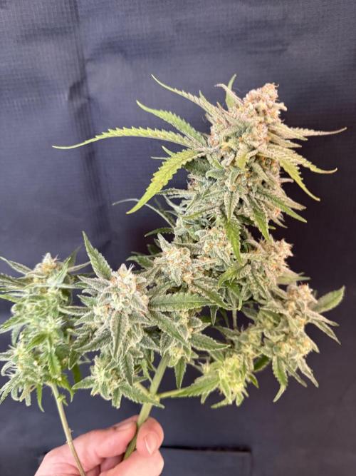 🍋🥤⬆️. Week 12