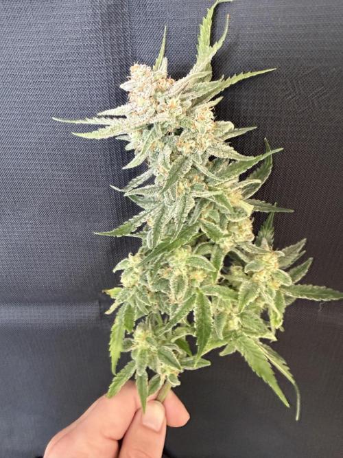 🍋🥤⬆️. Week 12