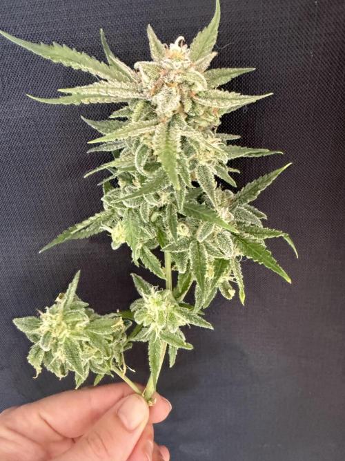 🍋🥤⬆️. Week 12